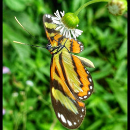 butterfly freetoedit