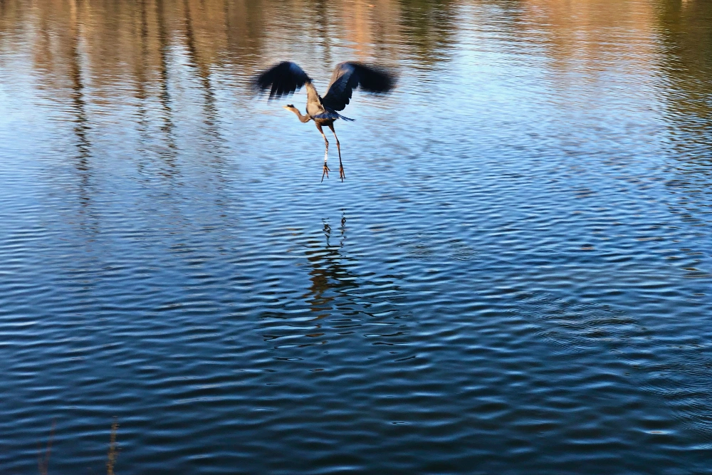 #heron #lake #pond #reflection