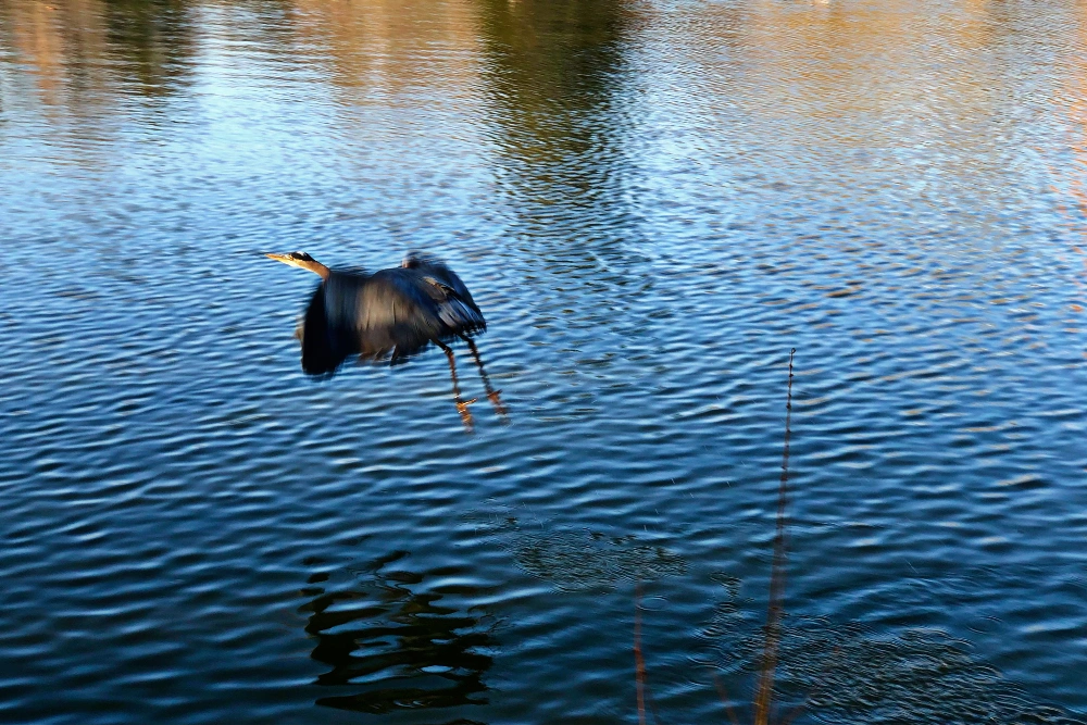 #heron #inflight #lake #pond