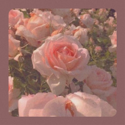 aesthetic flower flor rosa pink freetoedit