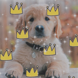 unsplash puppy adorable goldenretriever crown viral popular trending sparkles happy cute love like freetoedit srccrowndoodles crowndoodles