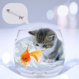 kitty freetoedit ircglassofwater glassofwater