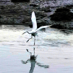 egretbird egret bird water marshes nature devon naturethroughmyeyes