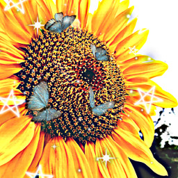 sunflowers funinthesun🌞 freetoedit funinthesun