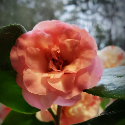 camellia flowers pink