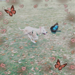 puppy butterfly freetoedit srcbluebutterflies bluebutterflies