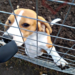 love beagle velo freetoedit