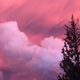 clouds pinks tree beautiful pctheskyabove