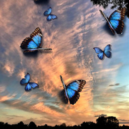 @csefi cloudysky blueskyandclouds freetoedit srcbluebutterflies bluebutterflies