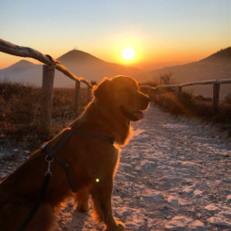 myphoto no landscape sunset dog pcgoldenhourbeauty goldenhourbeauty