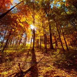 remixit autumn autumncolors landscape beautiful fallcolors forest leaves sunlight colors follow happytaeminday freetoedit