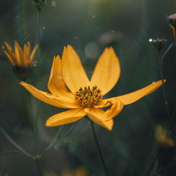 flower nature naturelover yellowflower freetoedit