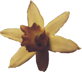 yellowflower freetoedit