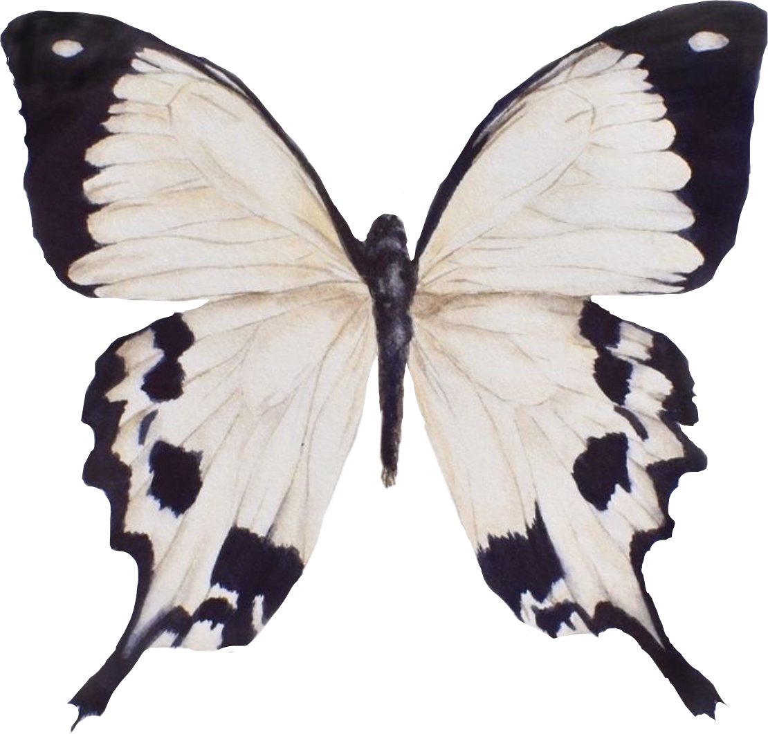 vsco butterfly white moth sticker by @amythestluv