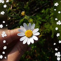 freetoedit daisy flower naturephotography naturelovers