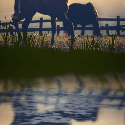 horse pferd replay water mirror efets boring langeweile freetoedit
