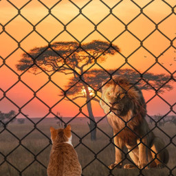 wild animal afrika sun sunset lion cat love friends cage sweet catlove srcmetalpattern metalpattern freetoedit