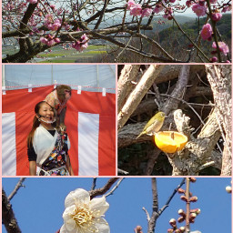 myphotography japan tatsunocity umegarden bird monkeyshow spring