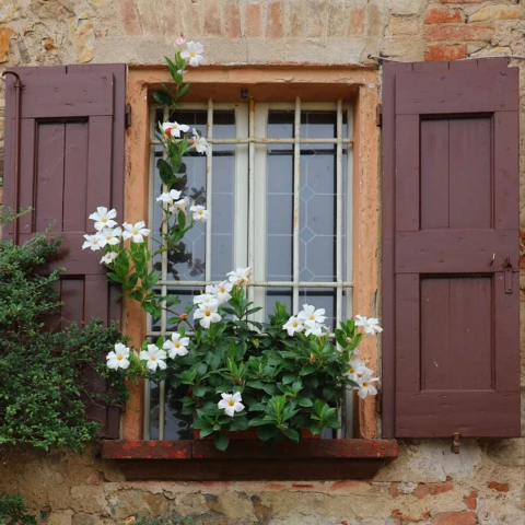#freetoedit,#myphotography,#holdhouse,#window,#flowers,#pcwindow