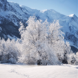 freetoedit winter snow tree splendid colday