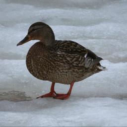 duck snow ice winter russia