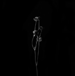 blackandwhite minimal flower dryflower blackandwhitephotography