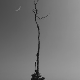 tree moon freetoedit