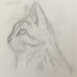 drawing cat sketch