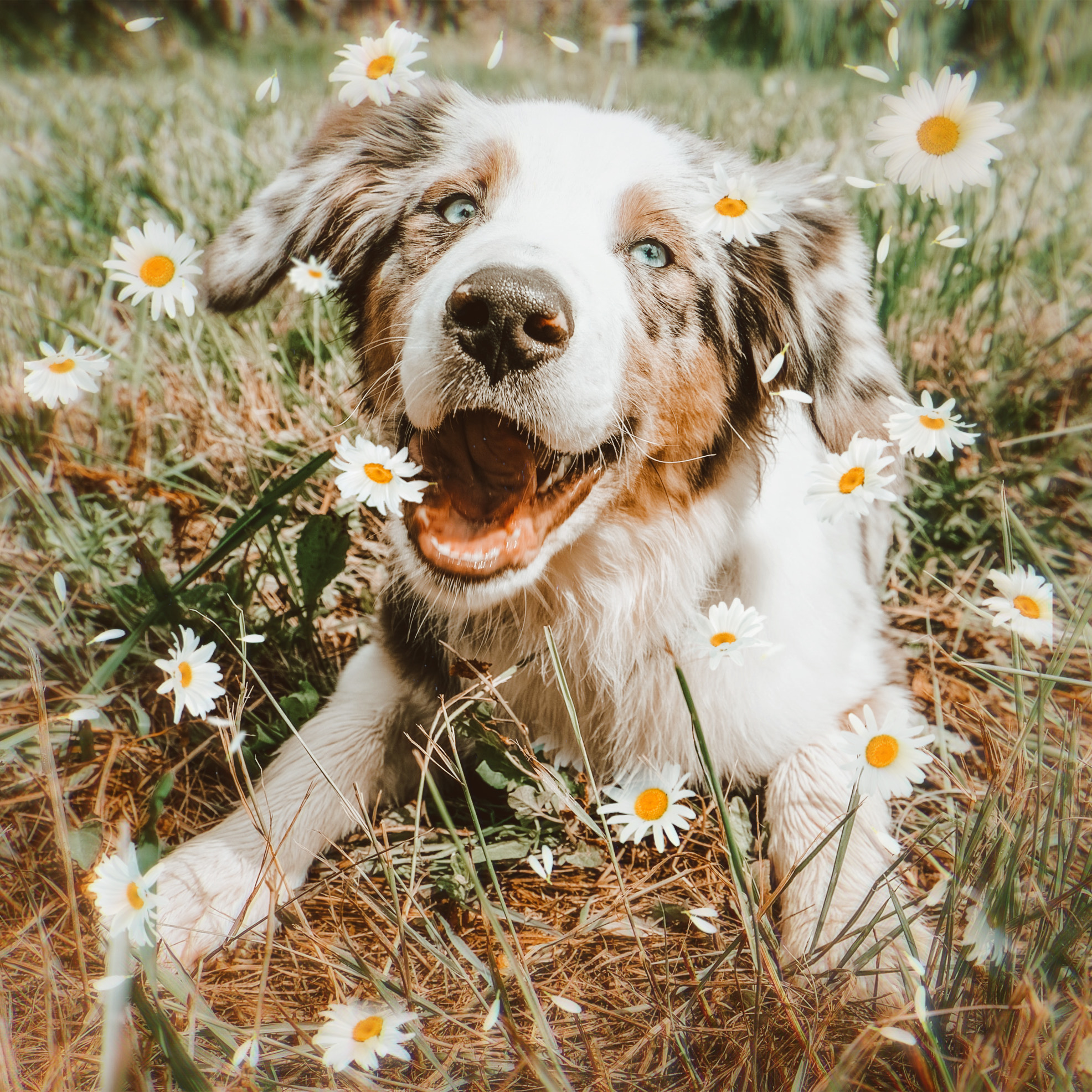 #doggiedreamin #flowerphotography 