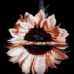 freetoedit reflections effects flowers mirror editedwithlightroom picsart