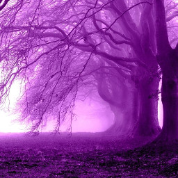 freetoedit purple purplebackground purpleaesthetic aesthetic aestheticbackground purpletree purpletrees purpletheme
