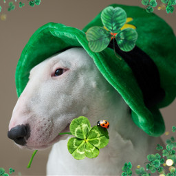 dog whitedog hat shamrocks greenhat stpatricksday2021 remix freetoedit