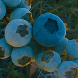 bluberries photography fruit blue pcvegatablesandfruits pcfavoritefruitsandveggies favoritefruitsandveggies