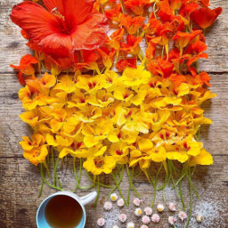 speingday flowers colorful gardering tea