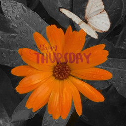 thursday butterfly flower love freetoedit