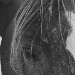 freetoedit horse blackandwhite photography