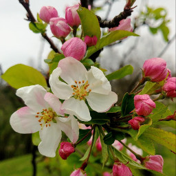 spring nature naturephotography flowers
