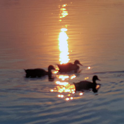 photography sunset lake ducks freetoedit
