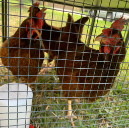 chickens pets