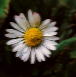nature whiteflower freetoedit