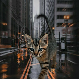 catsofpicsart cat cats catlover city freetoedit