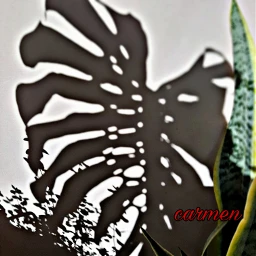 myphoto foglie piante ombre
⛔no ombre pcshadows shadows