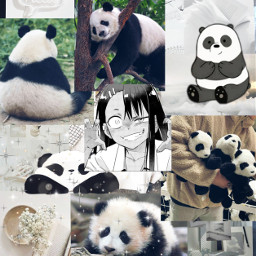 freetoedit панда panda wallpaper обои