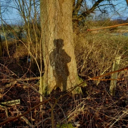 shadow shadows myphoto naturephotography trees pcshadows