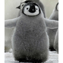 penguinsarethebest positivity motivational qoutes