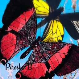 mycreation butterflies ipadart artistic colorful fcexpressyourself
