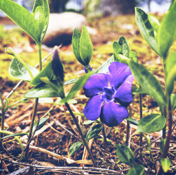 nature kingcollection green purple grass flower flowerphotography dodgereffect dodgereffects dodger picsarteffects freetoedit