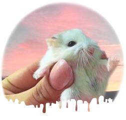 freetoedit hamster dripping cute