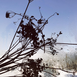 dryflower window minimal