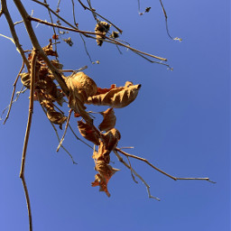 fall minimal leaves